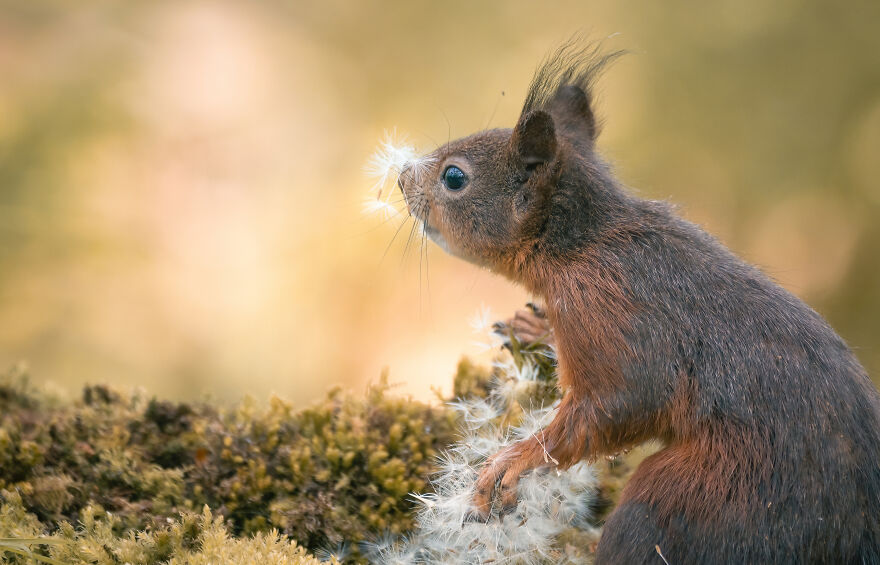 I Worked Together With A Talented Belgian Flower Artist And These Are My 15 Best Shots