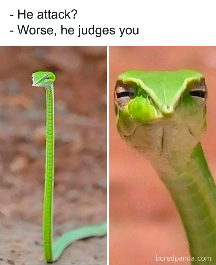 Two-panel meme of a green snake looking judgmental, featuring funny science jokes and memes about animal expressions.