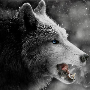 lisanightshade avatar