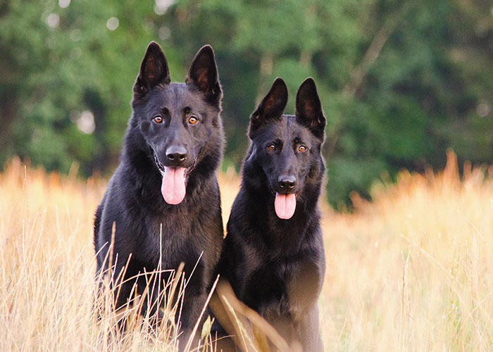 Guy Has A “No Chocolate” Rule While Babysitting His Sibling’s Kids, They Break It So He Says He'll Never Babysit Again - 6