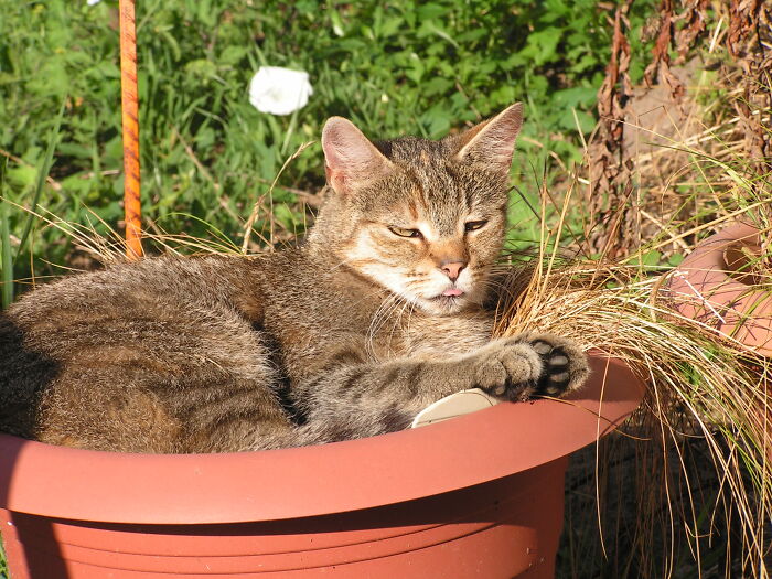Cat Plant In Full Bloom