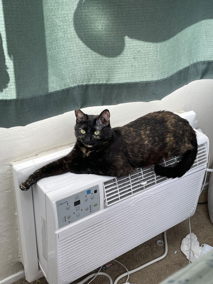 “AITA For Firing My Vet After The Way The Nurse Spoke To Me?” - 1