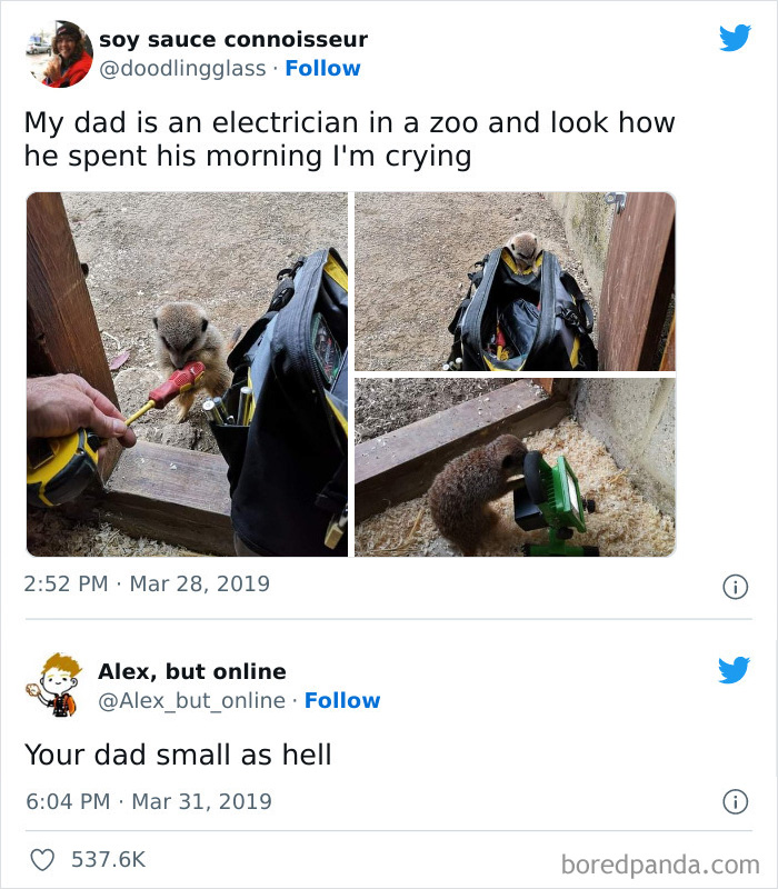Small animal interacting with an electrician's tools in a zoo, featured in funny science jokes and memes.