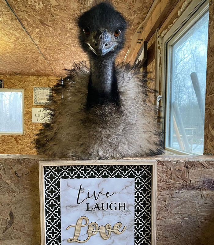 Millions Of People Can’t Get Enough Of The ‘Useless Farm’s’ Animals, Especially An Emu Named Karen, Who’s Out For Blood Millions Of People Can’t Get Enough Of The ‘Useless Farm’s’ Animals, Especially An Emu Named Karen, Who’s Out For Blood