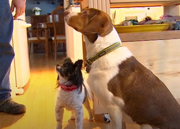 Two Dogs Managed To Call The Police 16 Times In 30 Minutes, And The Internet Is In Stitches - 3