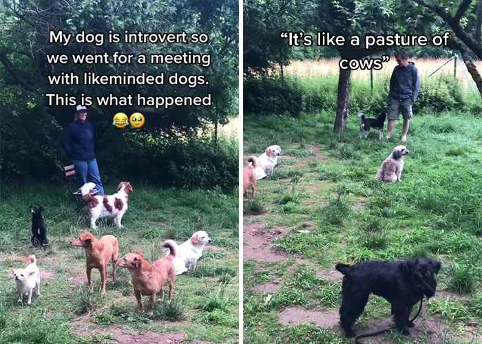 Video Of Introverted Dogs Meeting Up Has Melted Hearts All Over The Internet And Made People Say “Relatable!” - 1