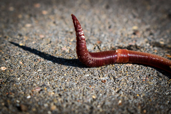 Close-up of a worm on rough ground, illustrating 30 things guys should never say to their partners concept.
