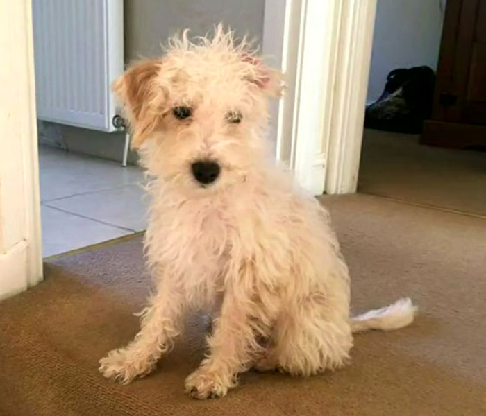 Video Of A Man Introducing His Dog To Neighborhood Cat Goes Viral With 7.7M Views - 7