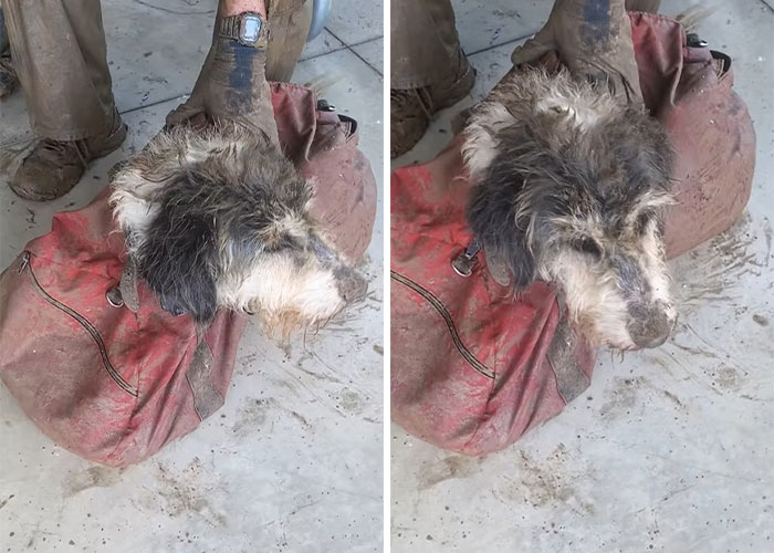 Poodle Reunites With Owner 2 Months After Disappearing As Cavers Find Her 500 Feet Underground Poodle Reunites With Owner 2 Months After Disappearing As Cavers Find Her 500 Feet Underground