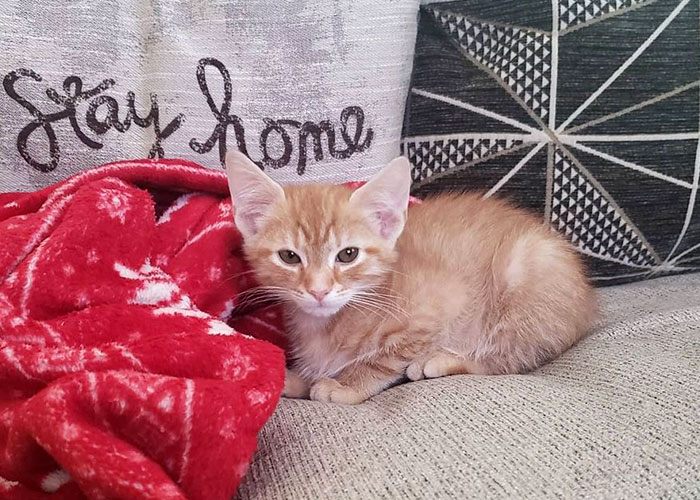 &ldquo;Oh My God, That&rsquo;s Him!": Family In Shock As Cat Lost During Move Shows Up At Their New House 2 Months Later