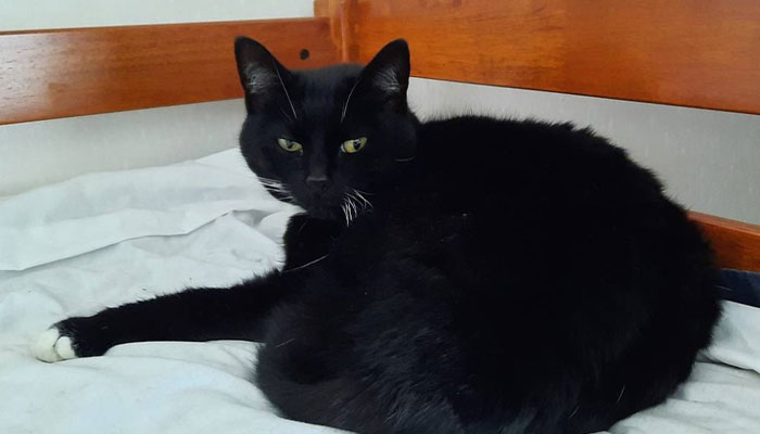 Cheeky Seal Breaks Into Family Home, Terrorizes Cat And Chills On Couch, And The Internet Is In Stitches