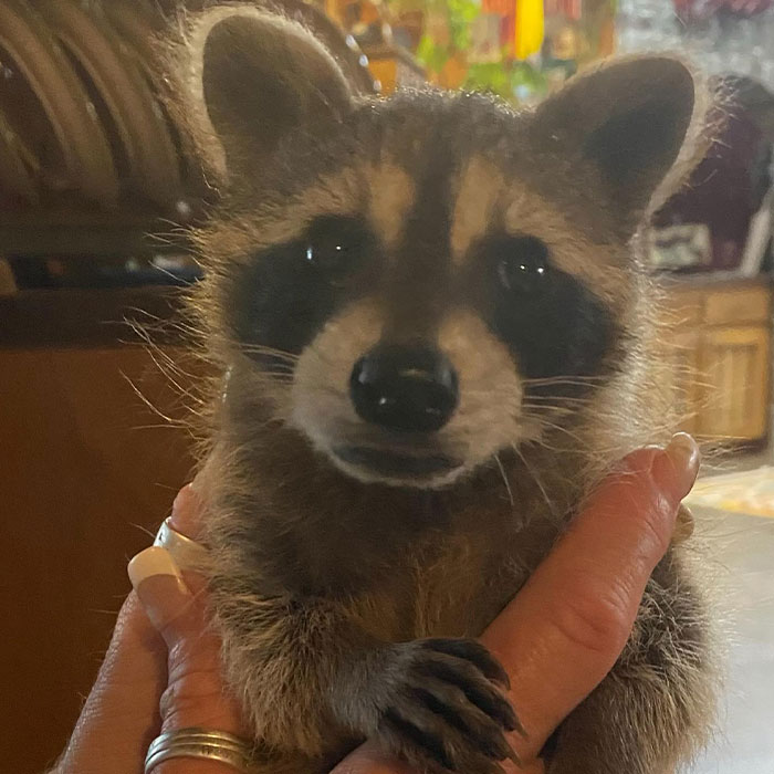 Raccoon Is Completely Obsessed With Fawn Who Lost Mom, Gives Her Hugs Every Day