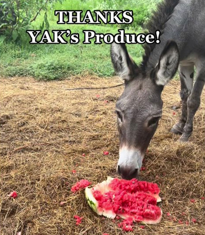 Animals At Wildlife Rescue Rejoice As Dozens Of Squashed Watermelons Are Donated After Accident Animals At Wildlife Rescue Rejoice As Dozens Of Squashed Watermelons Are Donated After Accident