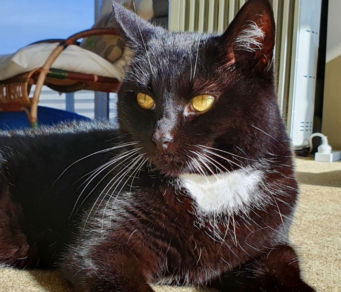 Cheeky Seal Breaks Into Family Home, Terrorizes Cat And Chills On Couch, And The Internet Is In Stitches