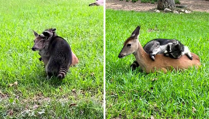 Raccoon Is Completely Obsessed With Fawn Who Lost Mom, Gives Her Hugs Every Day