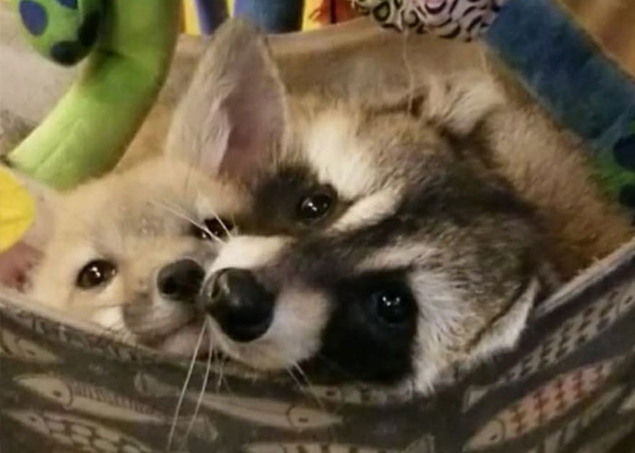 Animals At Wildlife Rescue Rejoice As Dozens Of Squashed Watermelons Are Donated After Accident Animals At Wildlife Rescue Rejoice As Dozens Of Squashed Watermelons Are Donated After Accident