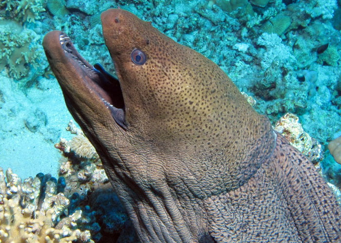 Divers Reveal 50 Disturbing Discoveries Underwater They Will Probably Never Be Able To Explain