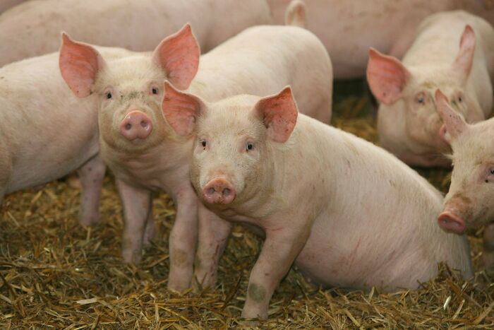 Group of pigs standing on straw inside a barn, illustrating things guys should never say to their partners.