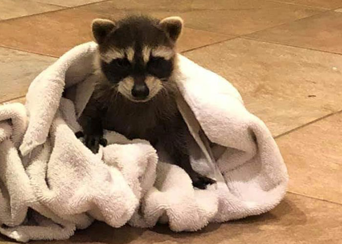 Animals At Wildlife Rescue Rejoice As Dozens Of Squashed Watermelons Are Donated After Accident Animals At Wildlife Rescue Rejoice As Dozens Of Squashed Watermelons Are Donated After Accident