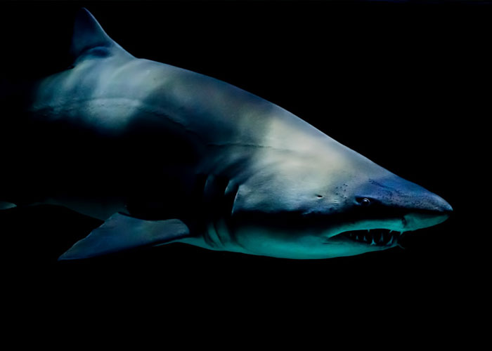 Divers Reveal 50 Disturbing Discoveries Underwater They Will Probably Never Be Able To Explain