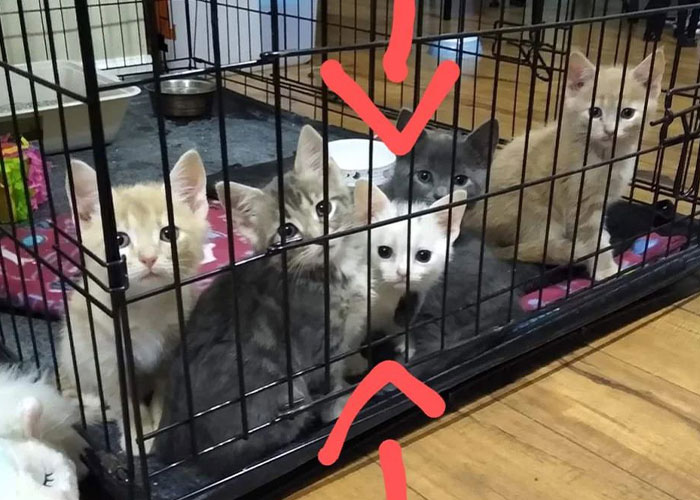 Sassiest Dwarf Kitten Comes Into Woman's Home, Steals Her Heart And Becomes Internet Sensation