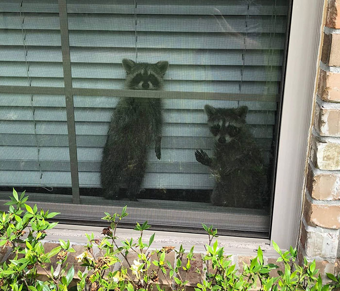 Animals At Wildlife Rescue Rejoice As Dozens Of Squashed Watermelons Are Donated After Accident Animals At Wildlife Rescue Rejoice As Dozens Of Squashed Watermelons Are Donated After Accident