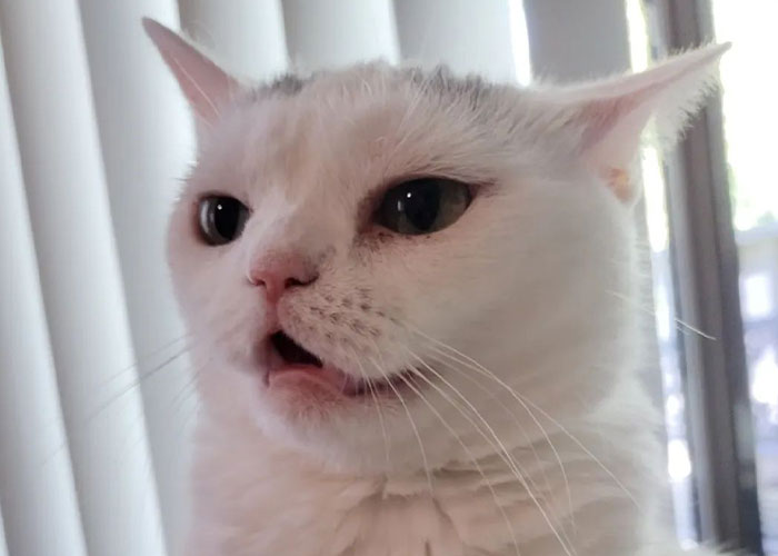 Sassiest Dwarf Kitten Comes Into Woman's Home, Steals Her Heart And Becomes Internet Sensation