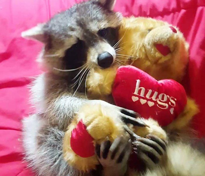 Animals At Wildlife Rescue Rejoice As Dozens Of Squashed Watermelons Are Donated After Accident Animals At Wildlife Rescue Rejoice As Dozens Of Squashed Watermelons Are Donated After Accident