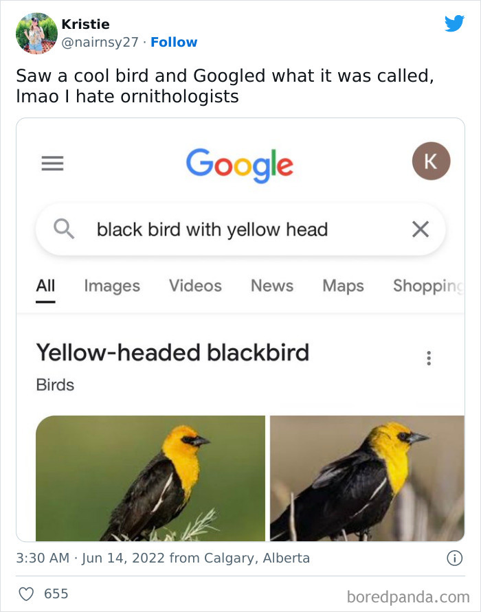 Screenshot of a Google search for black bird with yellow head showing a yellow-headed blackbird and a humorous tweet about ornithologists.