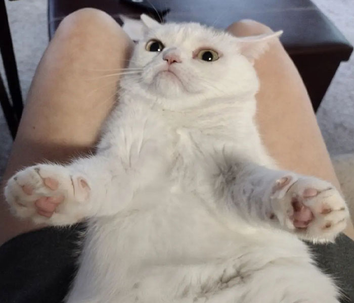 Sassiest Dwarf Kitten Comes Into Woman's Home, Steals Her Heart And Becomes Internet Sensation