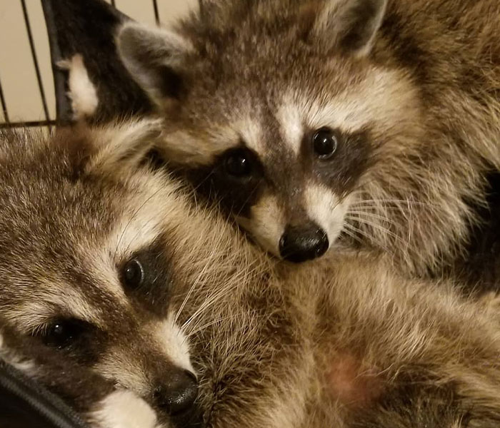 Animals At Wildlife Rescue Rejoice As Dozens Of Squashed Watermelons Are Donated After Accident Animals At Wildlife Rescue Rejoice As Dozens Of Squashed Watermelons Are Donated After Accident