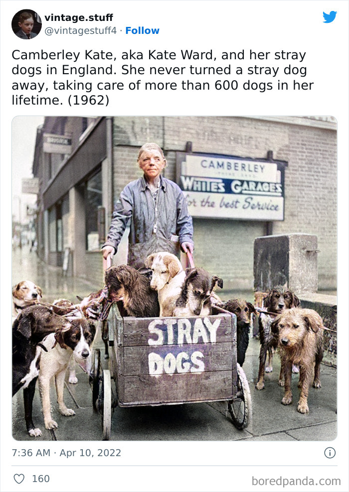 Colorized photo of woman with stray dogs in a cart on a city street, showcasing stunning historical moments.