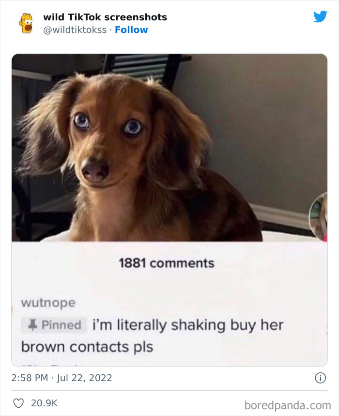 Wild-Tiktoks-Screenshots