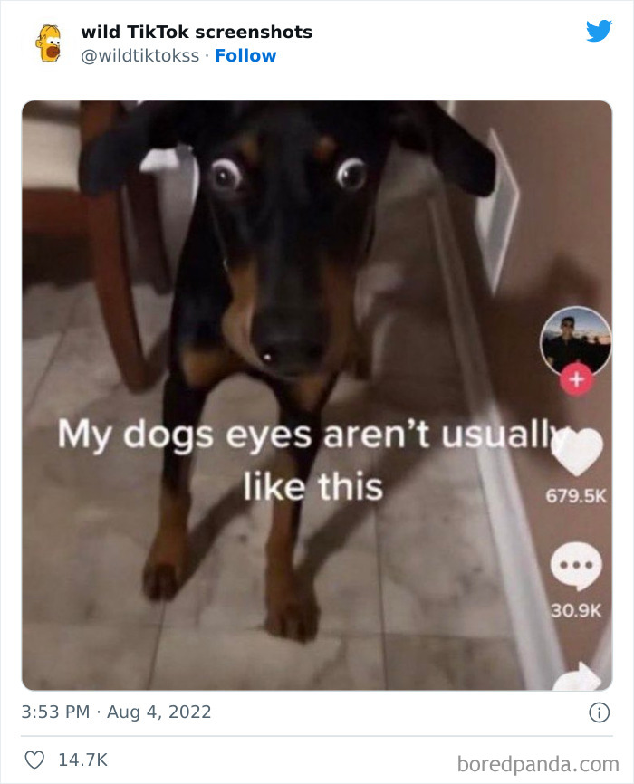 Wild-Tiktoks-Screenshots