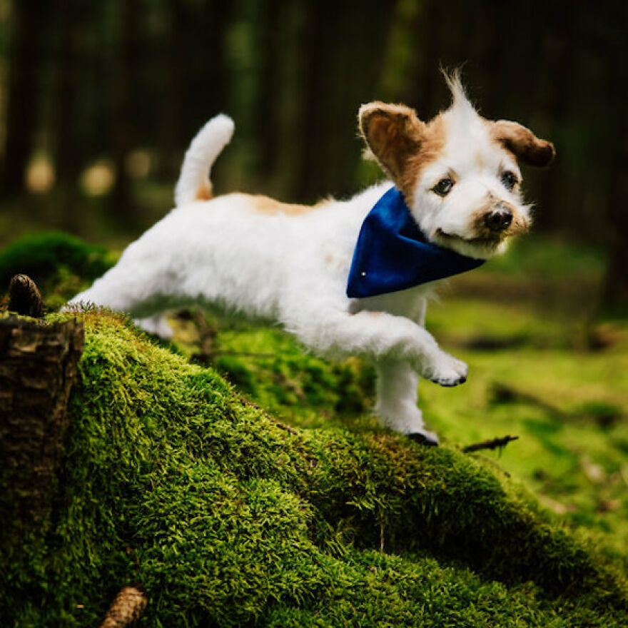 I’m Creating Pets And Animals By Hand, Only Using Needle, Thread And Faux Fur