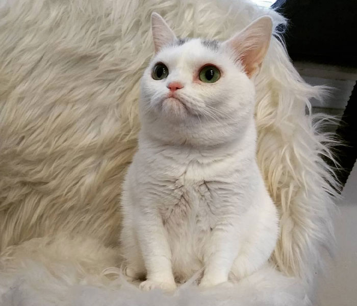 Sassiest Dwarf Kitten Comes Into Woman's Home, Steals Her Heart And Becomes Internet Sensation