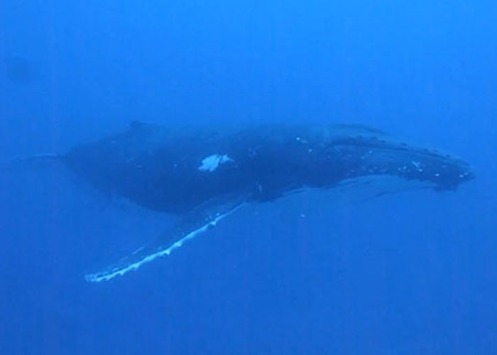 Divers Reveal 50 Disturbing Discoveries Underwater They Will Probably Never Be Able To Explain