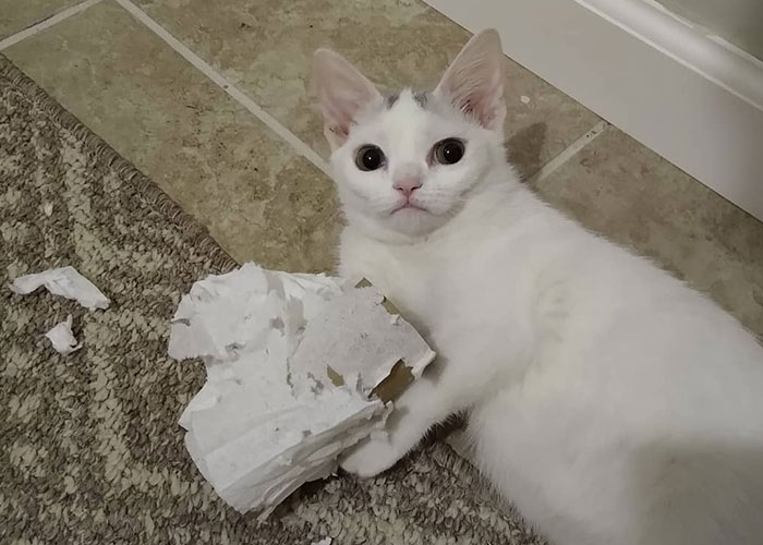 Sassiest Dwarf Kitten Comes Into Woman's Home, Steals Her Heart And Becomes Internet Sensation