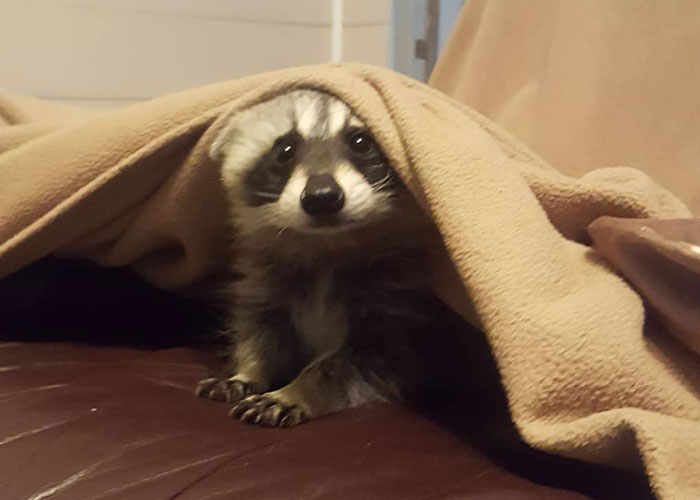 Animals At Wildlife Rescue Rejoice As Dozens Of Squashed Watermelons Are Donated After Accident Animals At Wildlife Rescue Rejoice As Dozens Of Squashed Watermelons Are Donated After Accident