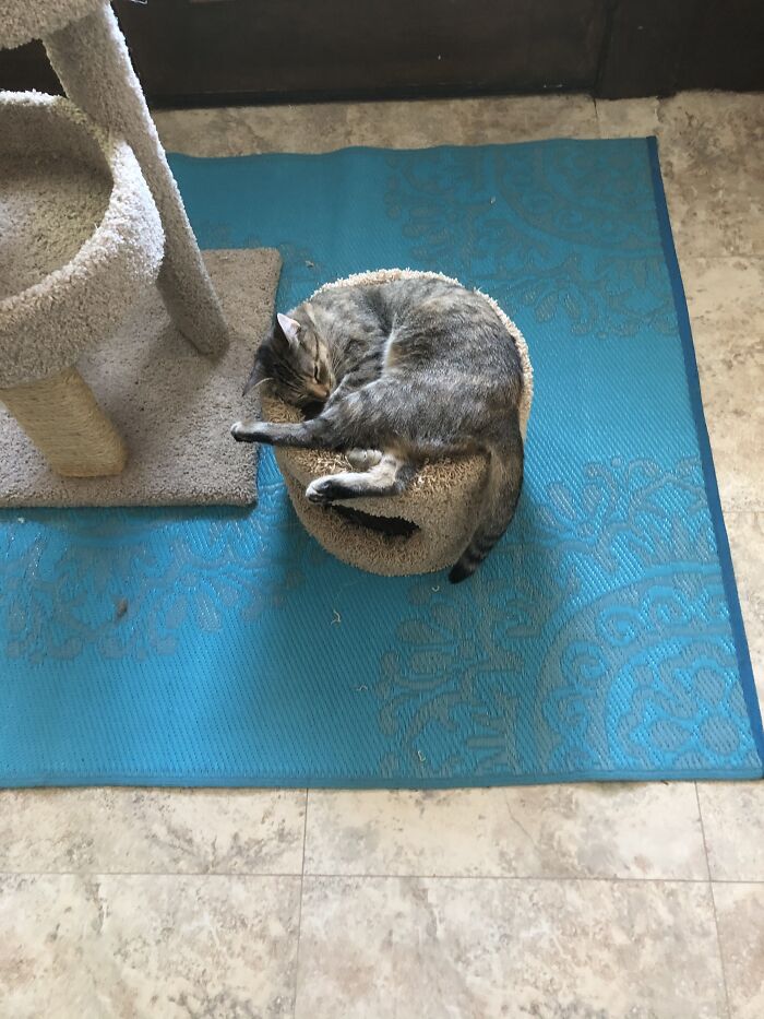 Born Bean Thought She Could Fit. Thought Cat’s Were Liquid