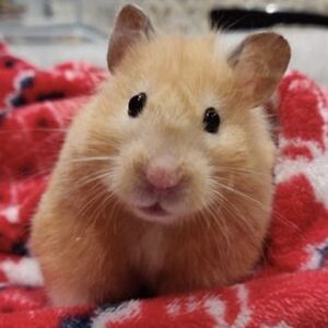 petter-lathe0t avatar