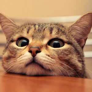 gabriellazombiedolldancza avatar