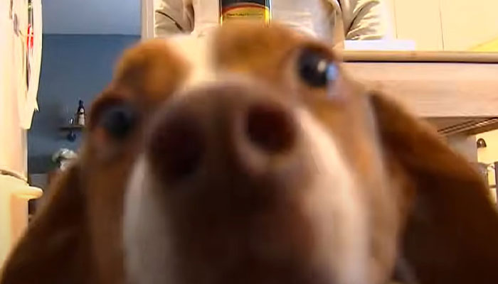 Two Dogs Managed To Call The Police 16 Times In 30 Minutes, And The Internet Is In Stitches - 5