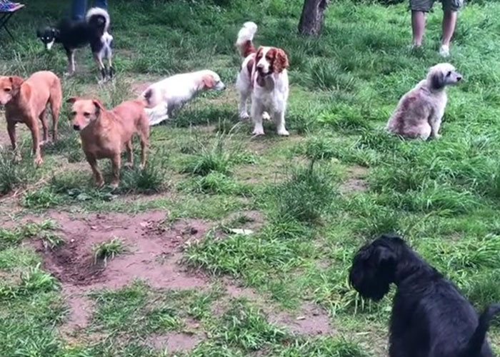 Video Of Introverted Dogs Meeting Up Has Melted Hearts All Over The Internet And Made People Say “Relatable!” - 2