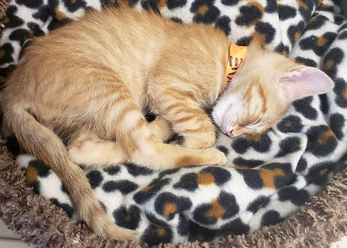 &ldquo;Oh My God, That&rsquo;s Him!": Family In Shock As Cat Lost During Move Shows Up At Their New House 2 Months Later