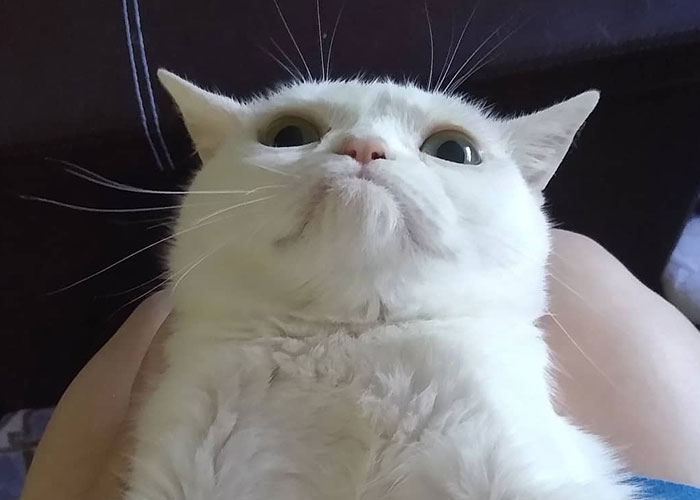 Sassiest Dwarf Kitten Comes Into Woman's Home, Steals Her Heart And Becomes Internet Sensation