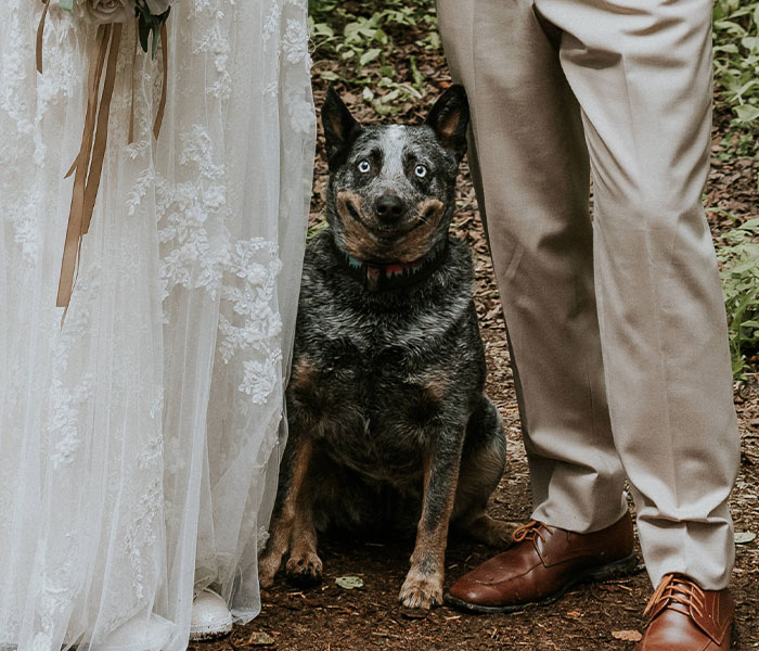 Dog Goes Viral For Photobombing Its Owners’ Wedding Picture, Others Share Their Own Pics Dog Goes Viral For Photobombing Its Owners’ Wedding Picture, Others Share Their Own Pics