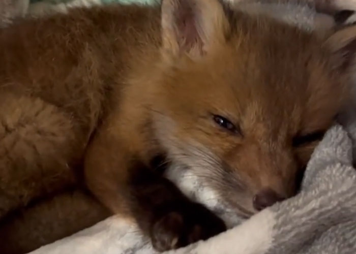 Animals At Wildlife Rescue Rejoice As Dozens Of Squashed Watermelons Are Donated After Accident Animals At Wildlife Rescue Rejoice As Dozens Of Squashed Watermelons Are Donated After Accident