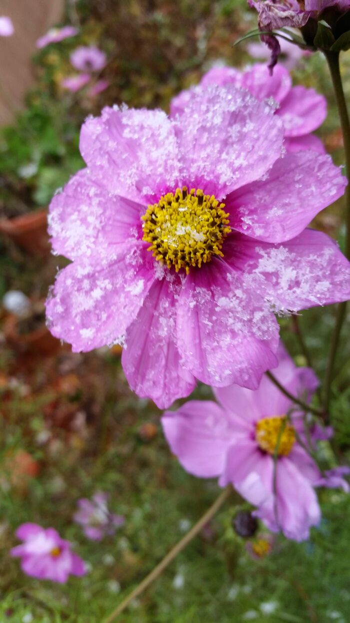 This Photo Was Taken The Day Before Buffalo, NY, USA Had A Lake-Effect Snow Storm That Dropped 7ft (More Than 2 Meters) Of Snow In Less Than 24 Hours