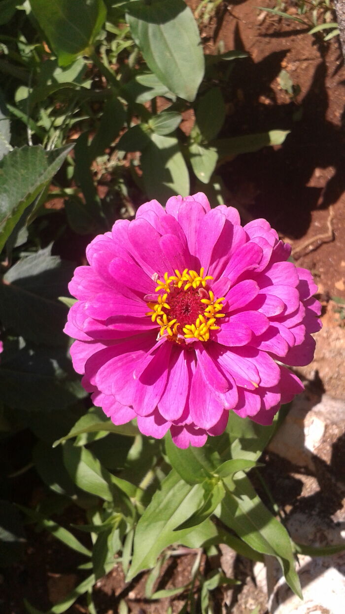 What Kind Of Flower Is This? Found It In My Great-Aunt's Garden